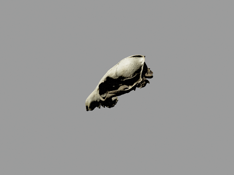 File:Red Fox Cranium.glb